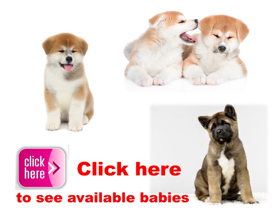 Akita, puppy, puppies, kennels, breeder, breeders, puppies for sale, for, sale, adoption, she